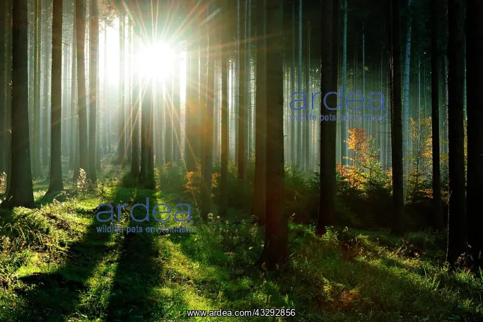 : Light-flooded spruce forest (Picea) in autumn, Harz : Light-flooded spruce forest (Picea) in autumn, Harz