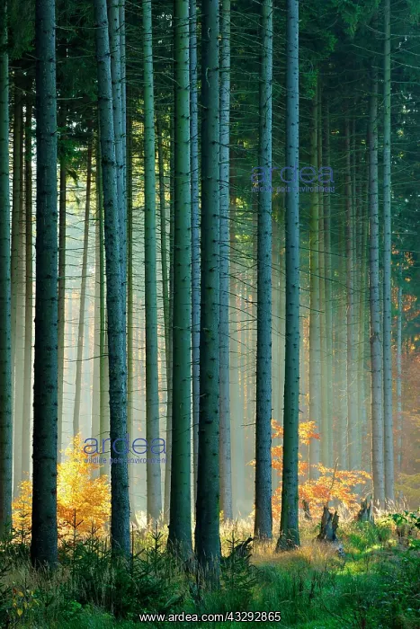 : Light-flooded spruce forest (Picea) in autumn, Harz : Light-flooded spruce forest (Picea) in autumn, Harz