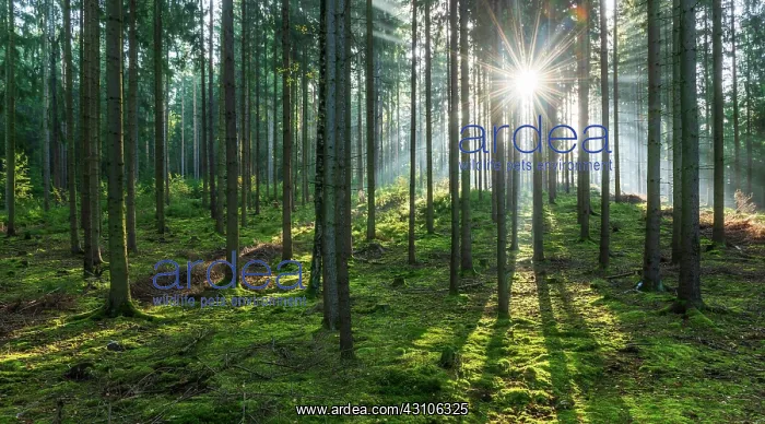  : Light-flooded spruce forest, sun shines, Thuringian