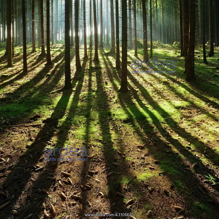 : Light-flooded spruce forest, sun shines through : Light-flooded spruce forest, sun shines through