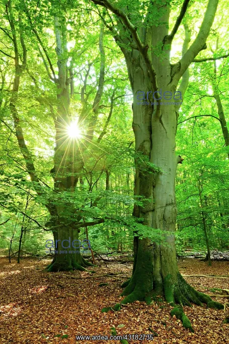  : Light-flooded untouched beech forest in the early