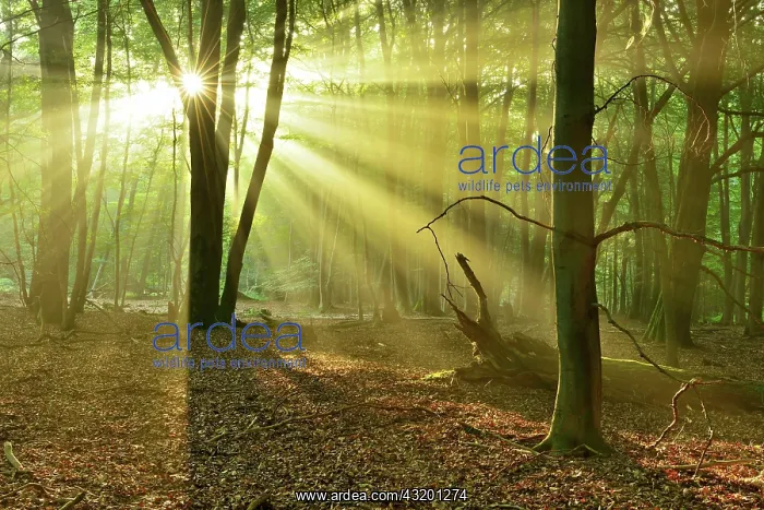 : Light-flooded untouched beech forest with lots of : Light-flooded untouched beech forest with lots of