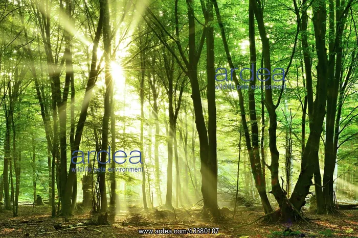 : Light-flooded untouched beech forest with lots of : Light-flooded untouched beech forest with lots of