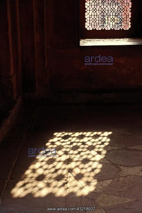 : Light on floor, Dargah Mosque, Fatehpur : Light on floor, Dargah Mosque, Fatehpur