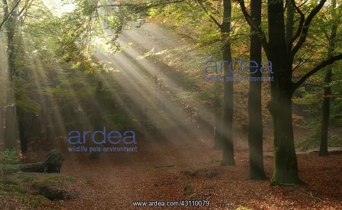 : On a light foggy day the sun sends beautiful rays of light t : On a light foggy day the sun sends beautiful rays of light t