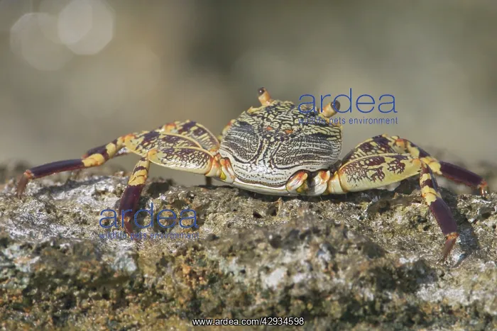 : Light-footed / Thin-shelled Rock Crab : Light-footed / Thin-shelled Rock Crab