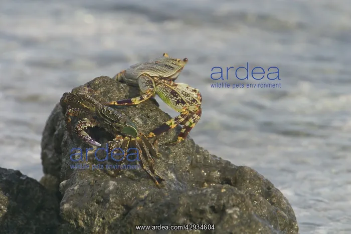 : Light-footed / Thin-shelled Rock Crab : Light-footed / Thin-shelled Rock Crab