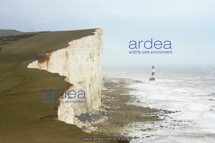 : Light House at Beachy Head - in Winter : Light House at Beachy Head - in Winter