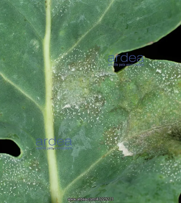 : Light Leaf Spot on Oilseed Rape : Light Leaf Spot on Oilseed Rape