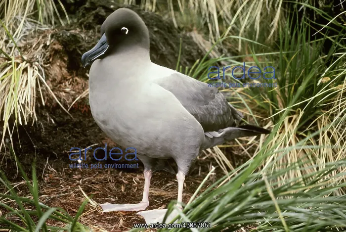 : Light-mantled Albatross : Light-mantled Albatross