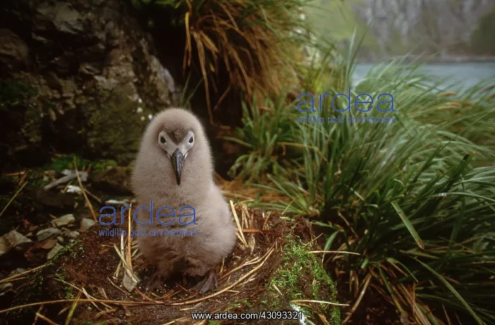 : Light-mantled Sooty Albatross : Light-mantled Sooty Albatross