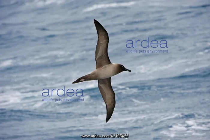: Light-mantled Sooty Albatross : Light-mantled Sooty Albatross