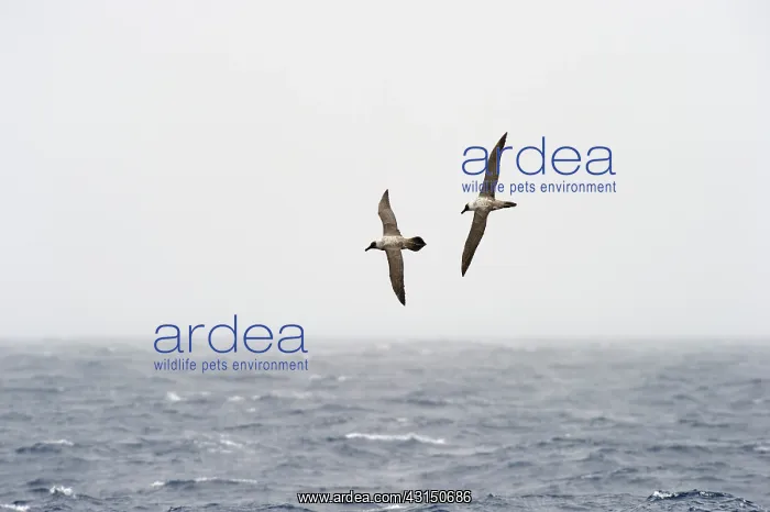 : Light-mantled Sooty Albatross : Light-mantled Sooty Albatross