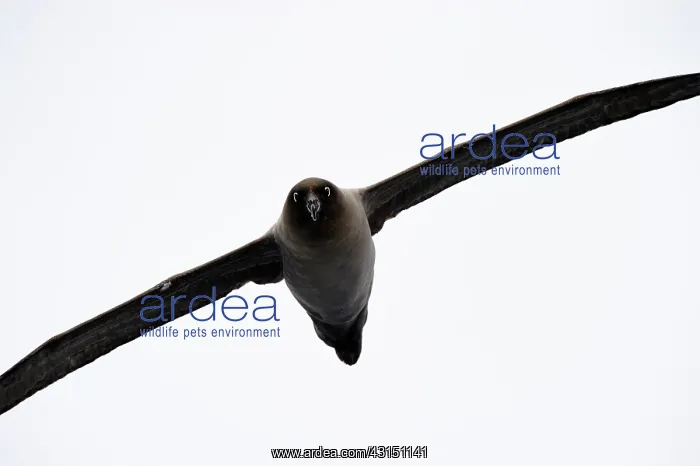 : Light-mantled Sooty Albatross : Light-mantled Sooty Albatross