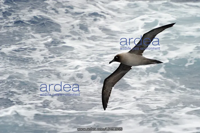 : Light-mantled Sooty Albatross : Light-mantled Sooty Albatross