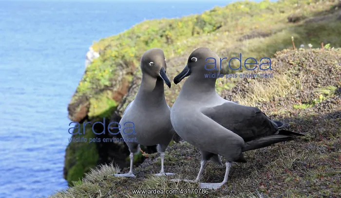 : Light-mantled Sooty Albatross : Light-mantled Sooty Albatross