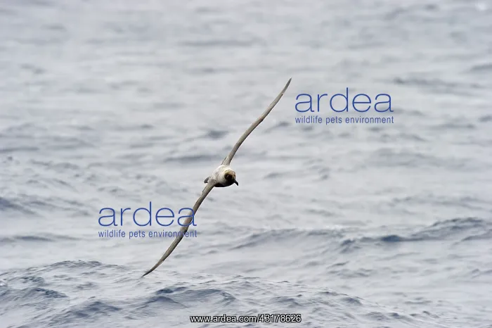 : Light-mantled Sooty Albatross : Light-mantled Sooty Albatross