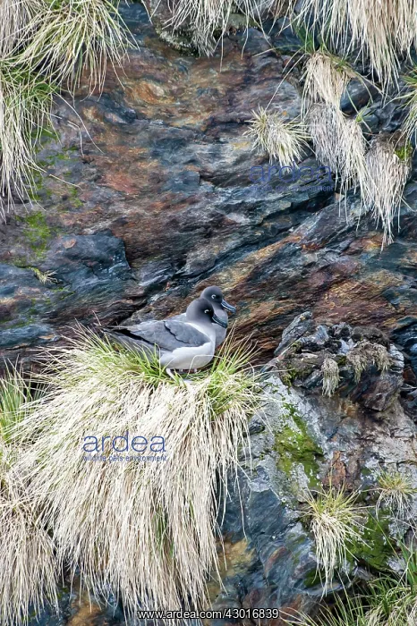 : Light-mantled Sooty Albatross adults on nest : Light-mantled Sooty Albatross adults on nest