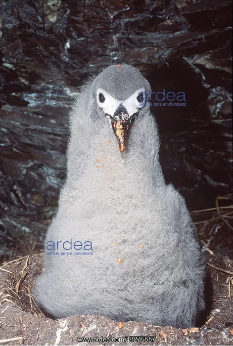 : Light-mantled Sooty Albatross - Chick with regurgitated : Light-mantled Sooty Albatross - Chick with regurgitated
