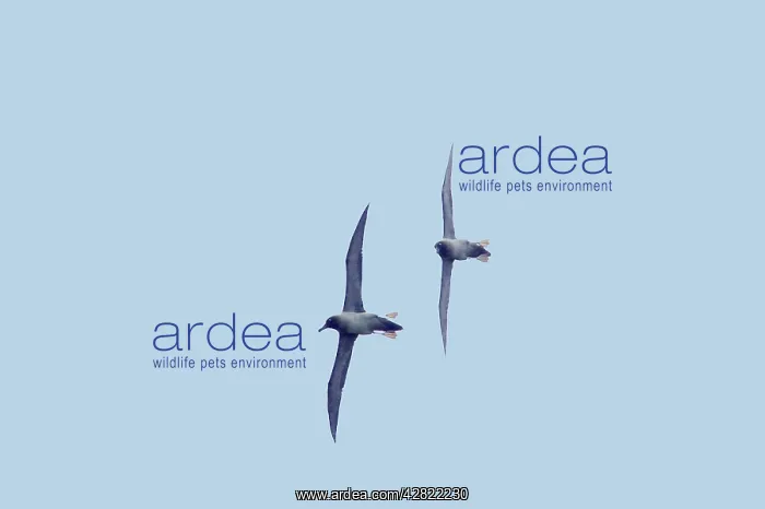 : Light-Mantled Sooty Albatross - Display flight : Light-Mantled Sooty Albatross - Display flight