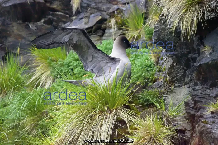 : Light-Mantled Sooty Albatross - Stretching on nest : Light-Mantled Sooty Albatross - Stretching on nest