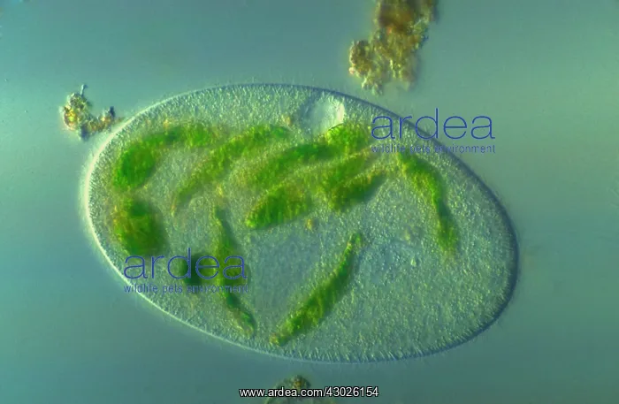 : Light Micrograph: Ciliate : Light Micrograph: Ciliate