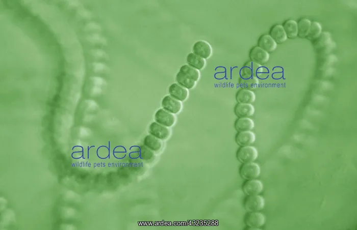 : Light Micrograph: Cyanobacterium : Light Micrograph: Cyanobacterium