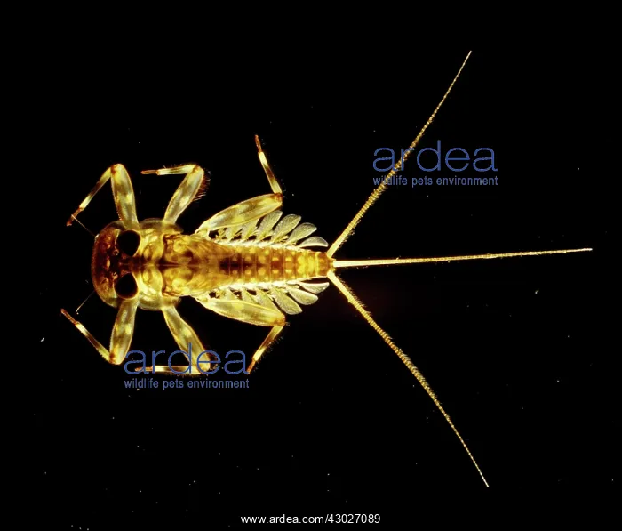 : Light Micrograph Flattened Mayfly Nymph : Light Micrograph Flattened Mayfly Nymph