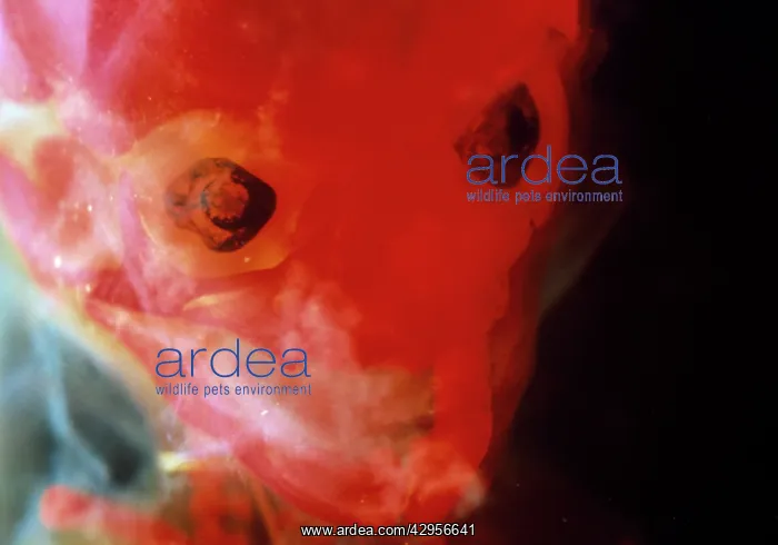 : Light Micrograph of Human Foetus 12 weeks - red : Light Micrograph of Human Foetus 12 weeks - red