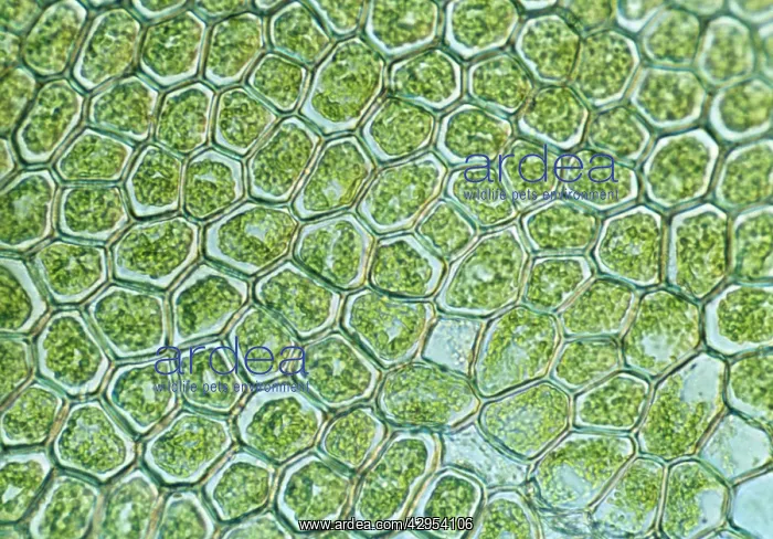 : Light Micrograph (LM): The cellular struture of : Light Micrograph (LM): The cellular struture of