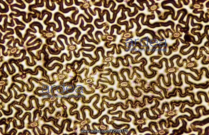 : Light Micrograph (LM): A concentration of cells : Light Micrograph (LM): A concentration of cells