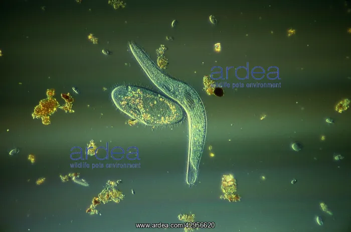: Light Micrograph (LM): Elongate Ciliate and Paramecium : Light Micrograph (LM): Elongate Ciliate and Paramecium