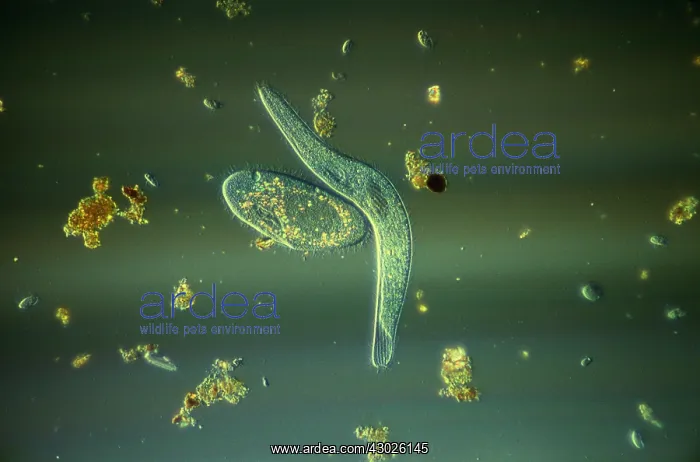 : Light Micrograph (LM): Elongate Ciliate and Paramecium : Light Micrograph (LM): Elongate Ciliate and Paramecium