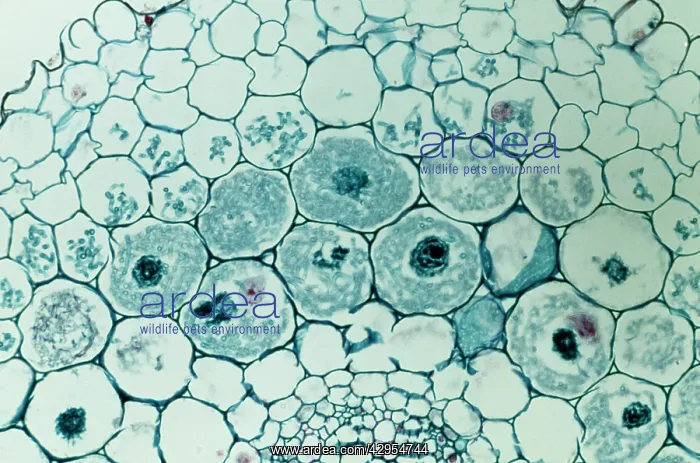 : Light Micrograph (LM): Filaments of fungi Endotrophic : Light Micrograph (LM): Filaments of fungi Endotrophic