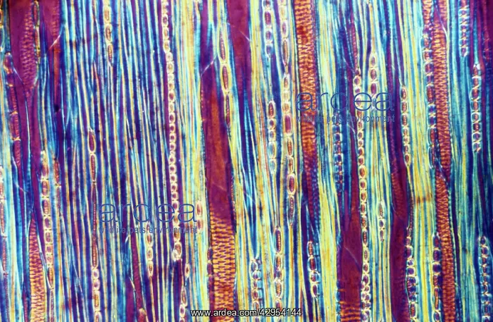 : Light Micrograph (LM): A longitudinal section of : Light Micrograph (LM): A longitudinal section of