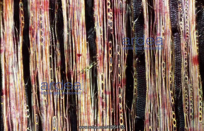 : Light Micrograph (LM): A longitudinal section of : Light Micrograph (LM): A longitudinal section of