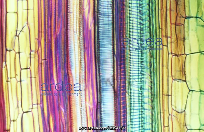 : Light Micrograph (LM): Longitudinal section of : Light Micrograph (LM): Longitudinal section of
