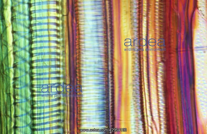 : Light Micrograph (LM): Longitudinal section of : Light Micrograph (LM): Longitudinal section of