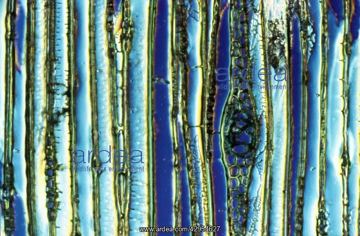 : Light Micrograph (LM): Longitudinal section of : Light Micrograph (LM): Longitudinal section of