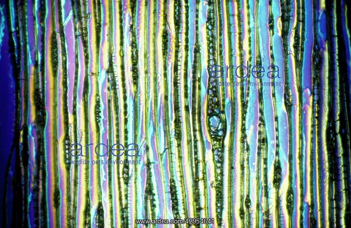 : Light Micrograph (LM): Longitudinal section of : Light Micrograph (LM): Longitudinal section of