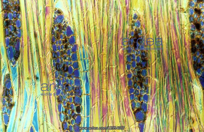 : Light Micrograph (LM): Longitudinal section of : Light Micrograph (LM): Longitudinal section of