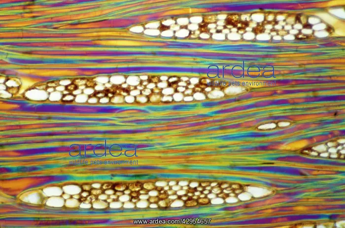 : Light Micrograph (LM): Longitudinal section of Mahogani : Light Micrograph (LM): Longitudinal section of Mahogani