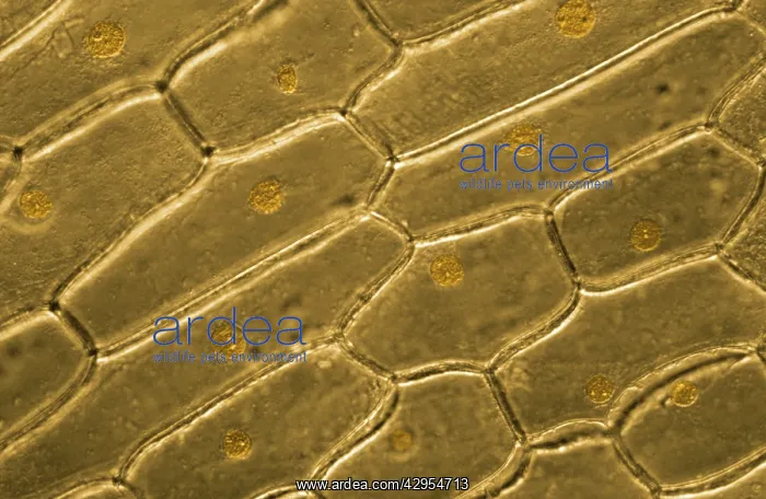 : Light Micrograph (LM): Onion skin cells; Magnification : Light Micrograph (LM): Onion skin cells; Magnification