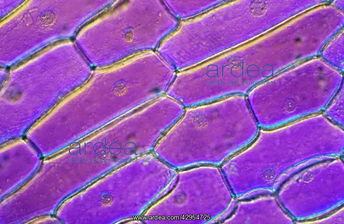  : Light Micrograph (LM): Onion skin cells; Magnification