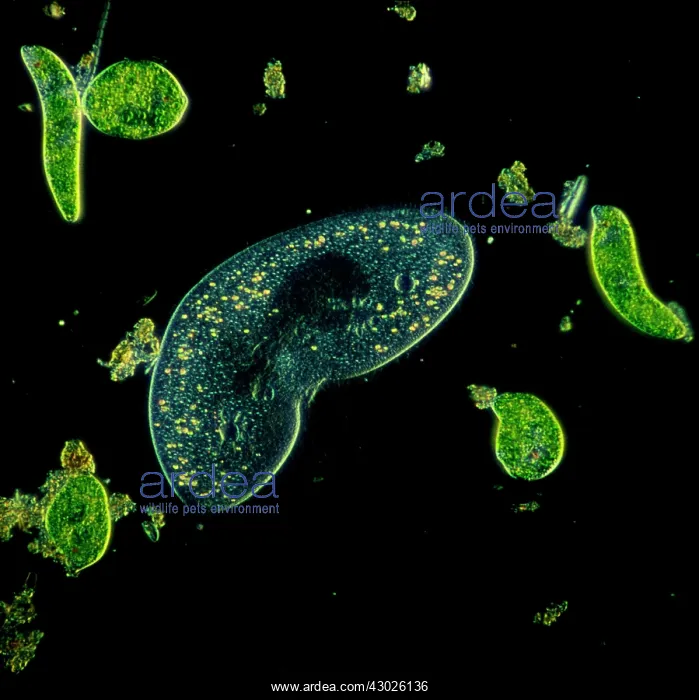 : Light Micrograph (LM): Protozoans: Kidney shaped : Light Micrograph (LM): Protozoans: Kidney shaped