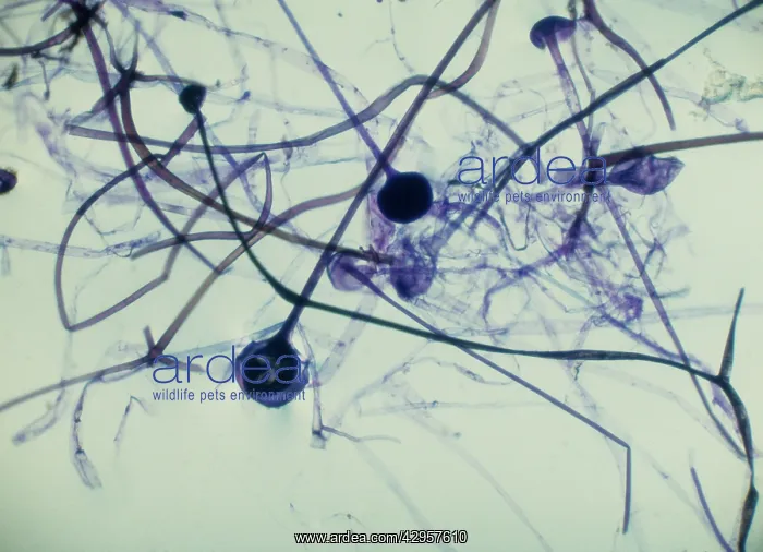 : Light Micrograph (LM): Rhizopus sporangia : Light Micrograph (LM): Rhizopus sporangia