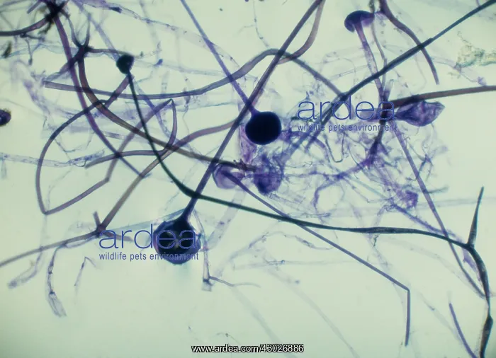 : Light Micrograph (LM): Rhizopus sporangia : Light Micrograph (LM): Rhizopus sporangia