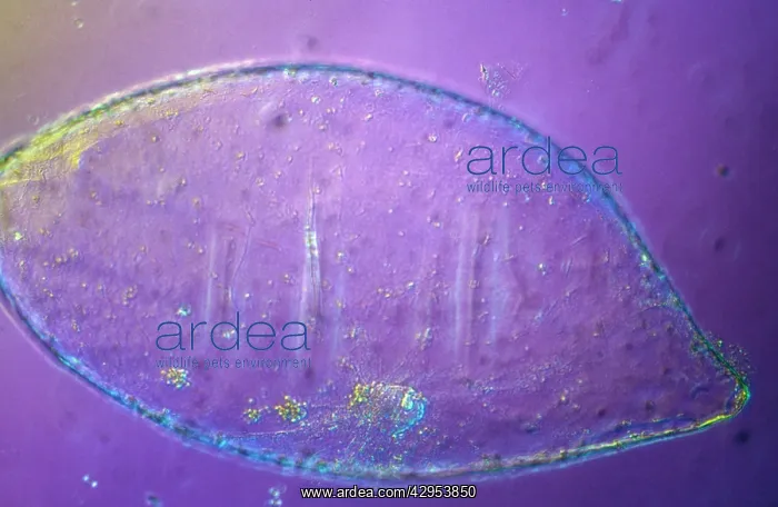 : Light Micrograph (LM): Tomato seed; Magnification : Light Micrograph (LM): Tomato seed; Magnification