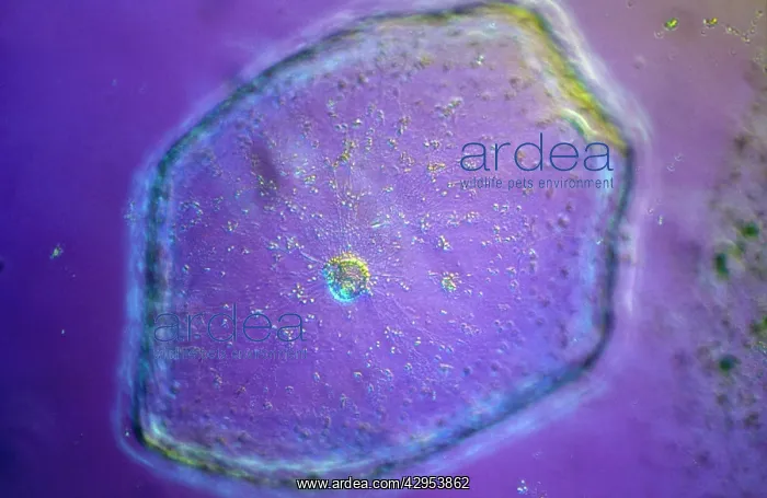 : Light Micrograph (LM): Tomato seed; Magnification : Light Micrograph (LM): Tomato seed; Magnification