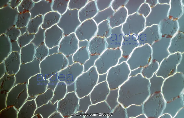  : Light Micrograph (LM): transvers section shows